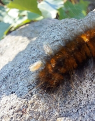 Microgastrinae