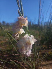 Gladiolus carinatus