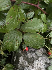 Rubus saxatilis