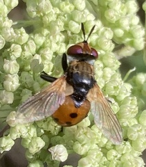 Gymnosoma