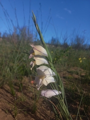 Gladiolus carinatus