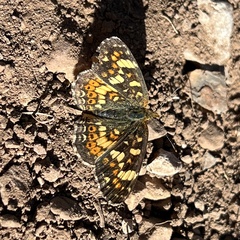 Phyciodes pulchella