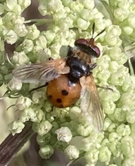 Gymnosoma