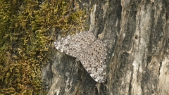 Hamadryas