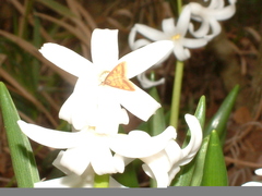 Pyrausta onythesalis