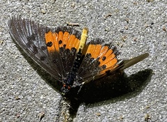 Acraea