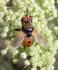 Gymnosoma