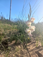 Gladiolus carinatus