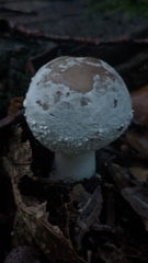 Amanita excelsa