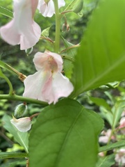 Impatiens balsamina