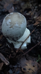 Amanita excelsa