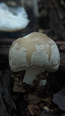 Amanita excelsa