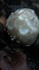 Amanita excelsa