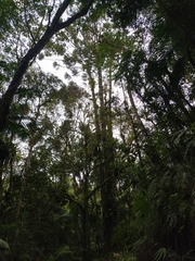 Araucaria