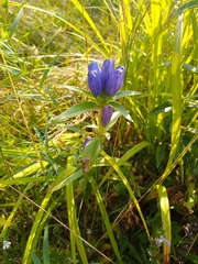Gentiana linearis