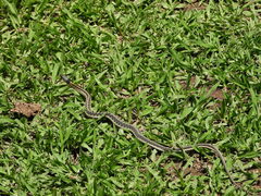 Thamnophis cyrtopsis