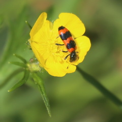 Trichodes apiarius