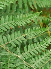 Dasineura pteridis