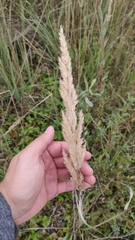Calamagrostis