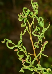 Aceria stefanii