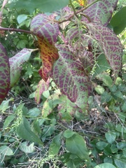 Rumex sanguineus