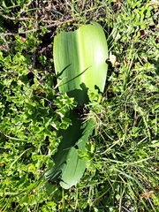 Haemanthus coccineus
