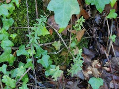 Cruciata glabra