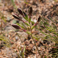 Hesperantha falcata