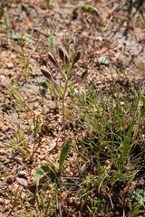 Hesperantha falcata