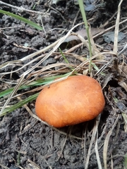 Macrocystidia reducta