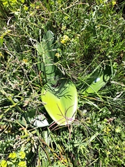 Haemanthus coccineus