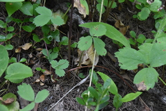 Calypso bulbosa