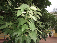 Paulownia tomentosa