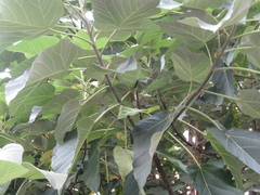 Paulownia tomentosa