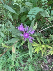 Centaurea nigrescens