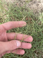 Muhlenbergia schreberi