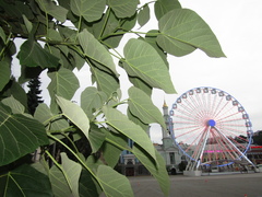Paulownia tomentosa