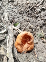 Macrocystidia reducta