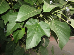 Paulownia tomentosa