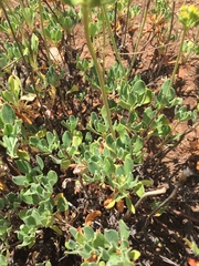 Eriogonum umbellatum