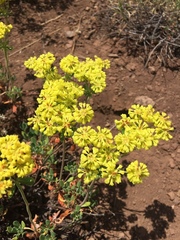 Eriogonum umbellatum