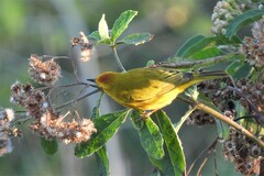 Setophaga petechia rufivertex