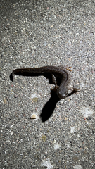 Triturus cristatus