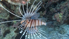 Pterois antennata