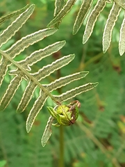 Chirosia grossicauda