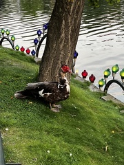 Cairina moschata domestica