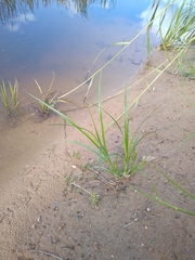 Scirpus radicans