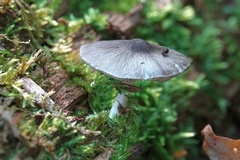 Pluteus salicinus