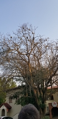 Ploceus velatus