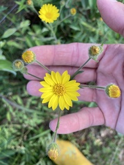Bradburia pilosa